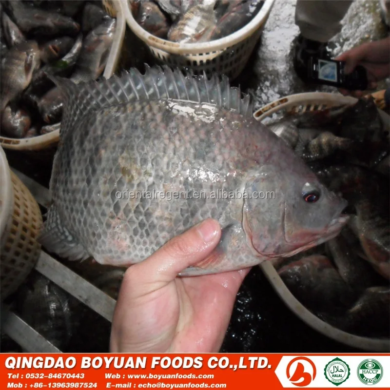 
chopa good selling frozen fish 