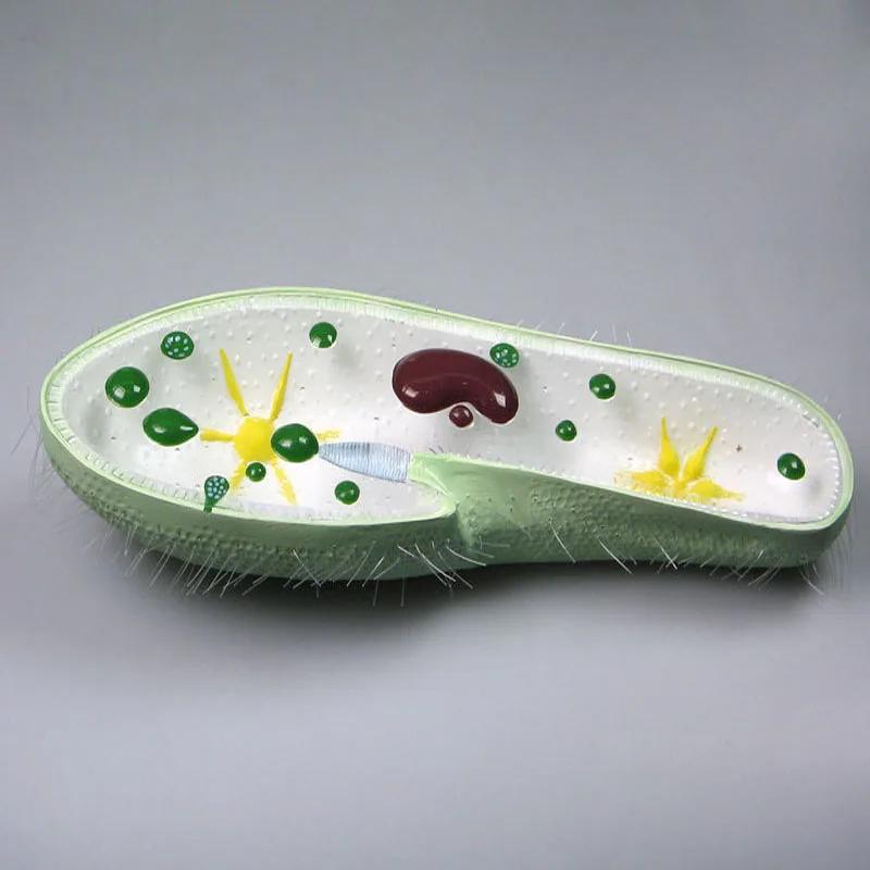 
Biology Teaching Aids Anatomical Paramecium Model 