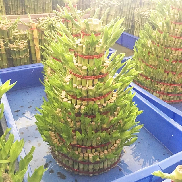 
New Arrive Natural Ornamental Plant Lucky Bamboo 
