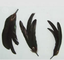 Ковбойская шляпа с перьями