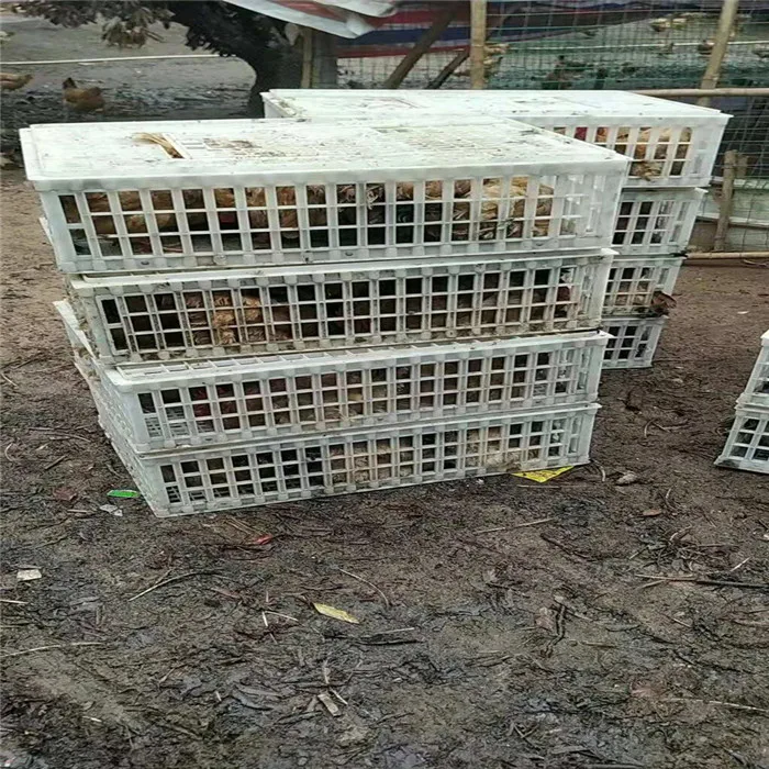 2021 hot sale plastic chicken coop poultry farm used transport crate
