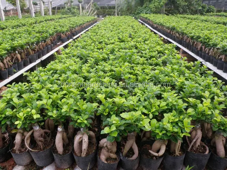 ficus ginseng microcarpa ficus bosai  for sale indoor and outdoor plants
