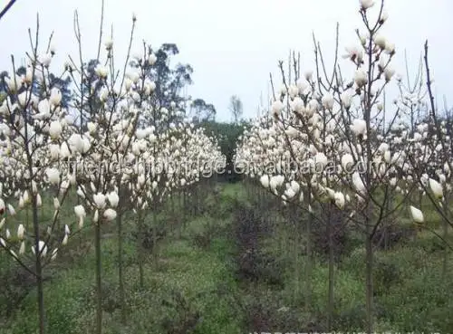 
The Landscape tree Michelia figo seedling 