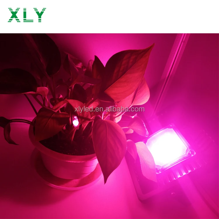 
50W 100W Waterproof IP67 Cheap Price Led Flood Ligths Full Spectrum Plant Lamp COB Led Grow Light For Greenhouse 