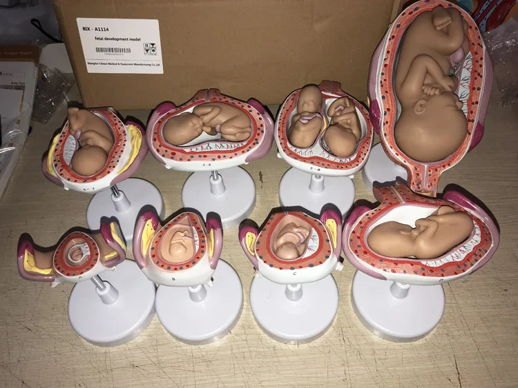 PVC Women Sagittal Anatomical Model for Teaching / High Quality Medical Teaching Models Price