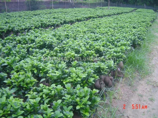 
Ginseng ficus indoor bonsai 