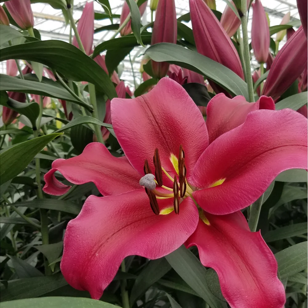 2021 Touchhealthy Supply Export lily bulb for sales in China