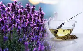 Lavender Oil Pure & Better organic lavender essential oil wholesale