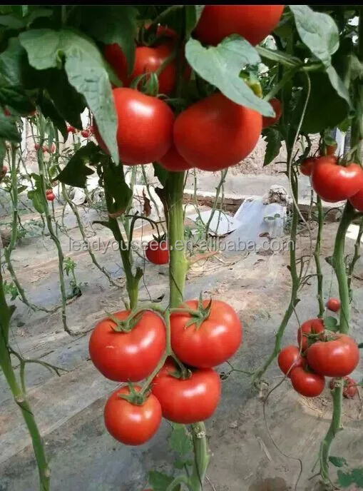 T08 Tina red hybrid tomato chinese vegetable seeds for sale