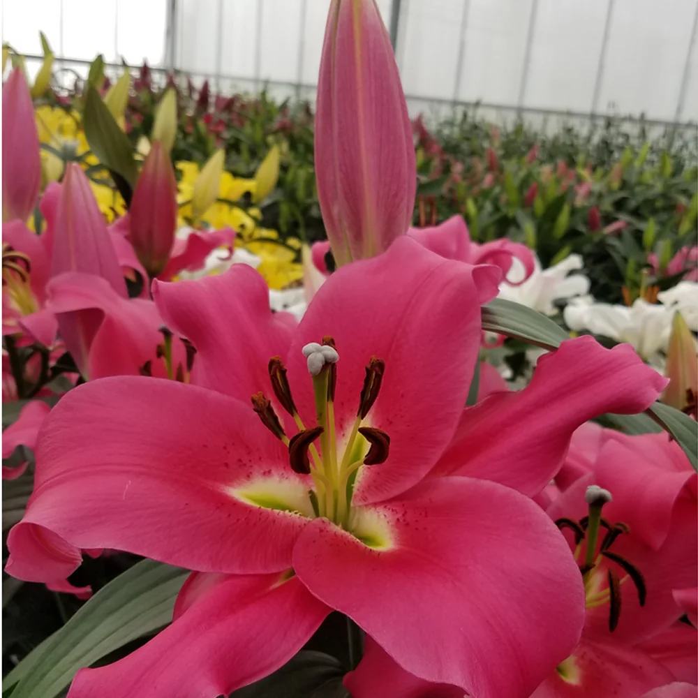 2021 Touchhealthy Supply Export lily bulb for sales in China