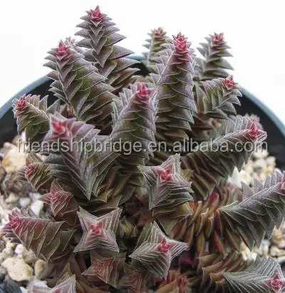 Красное «пагода», горный суккулент, бонсай