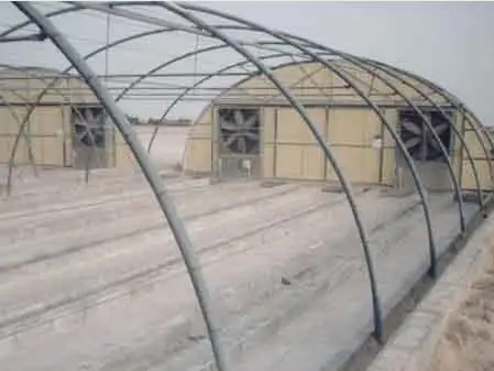 Tunnel Plastic Film Greenhouse