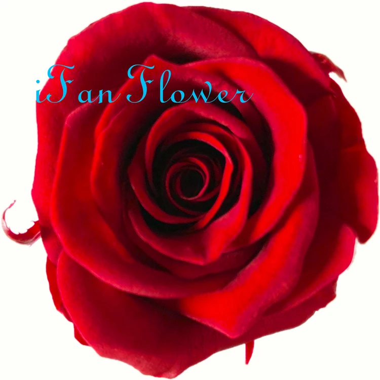 iFan Flower Japan factory preserved rose flower