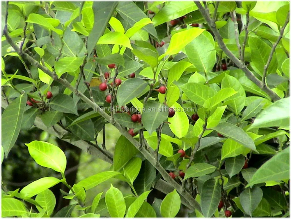 
evergreen foliage outdoor landscaping decorative ornamental plants Ficus microcarpa cv Golden Leaves 