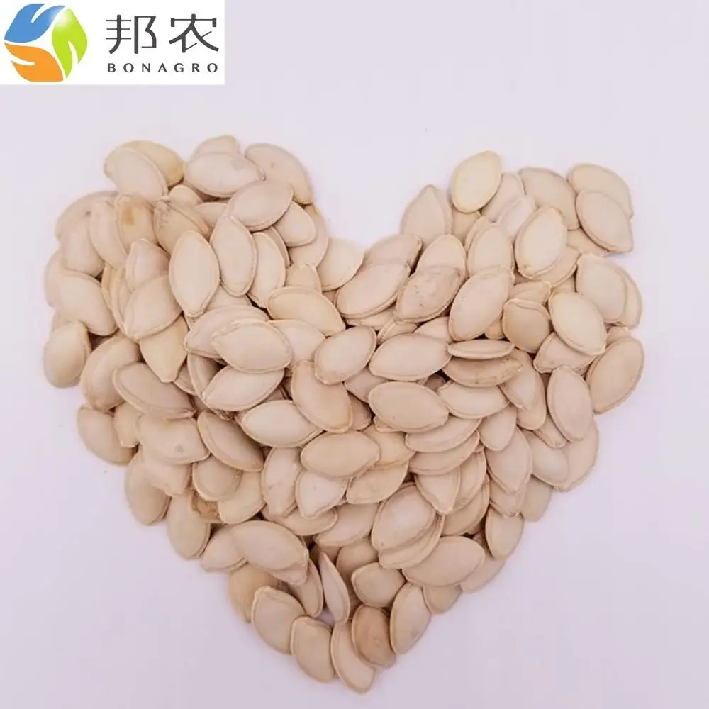 
Семена и ядра китайской тыквы, белоснежный новый урожай 