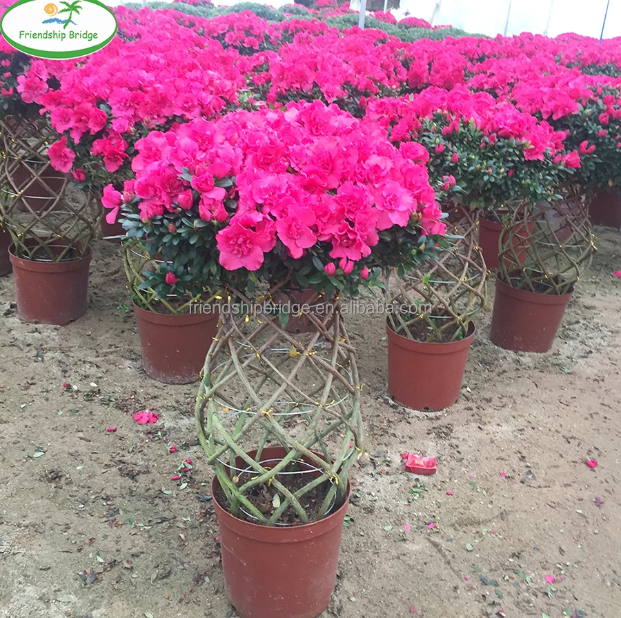 
Red flower Azalea bonsai in elegant braided Bottle Shape 