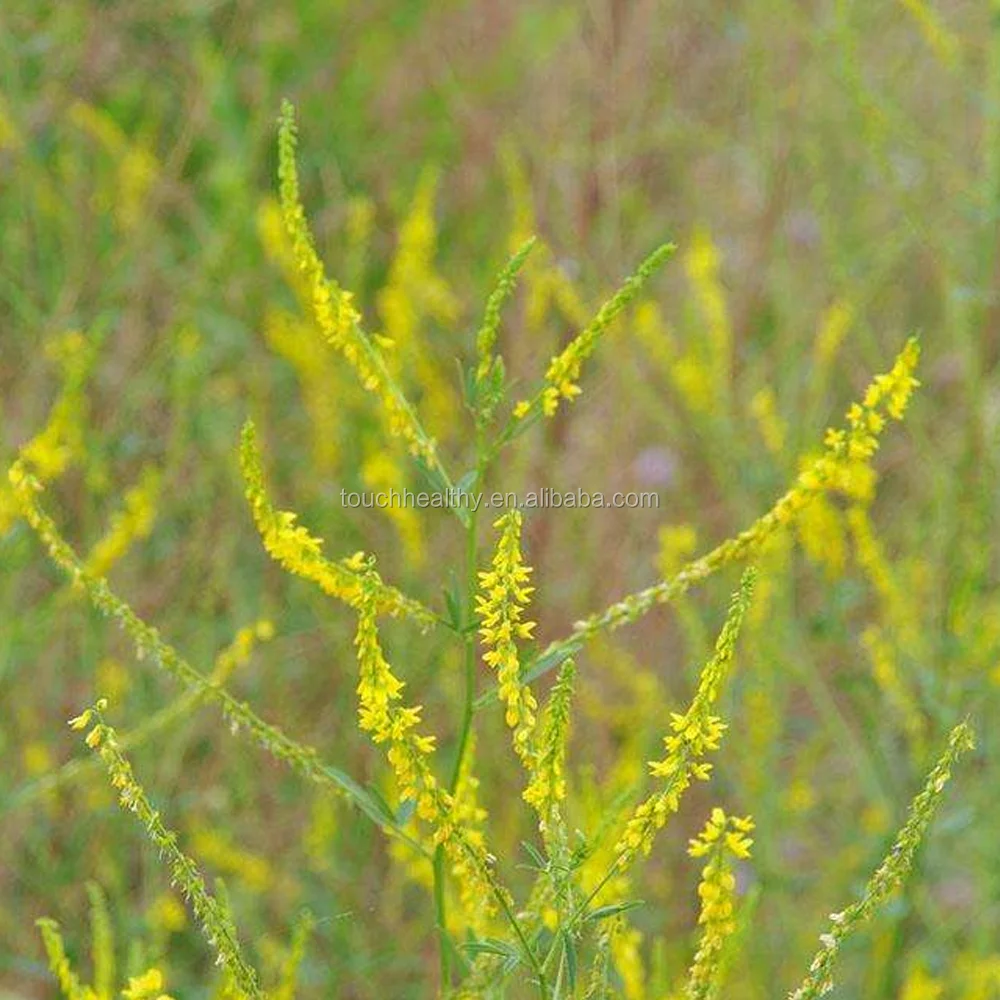 2021 Семена сладкого клевера/Семена сладкого клевера Дагестана/семена травы
