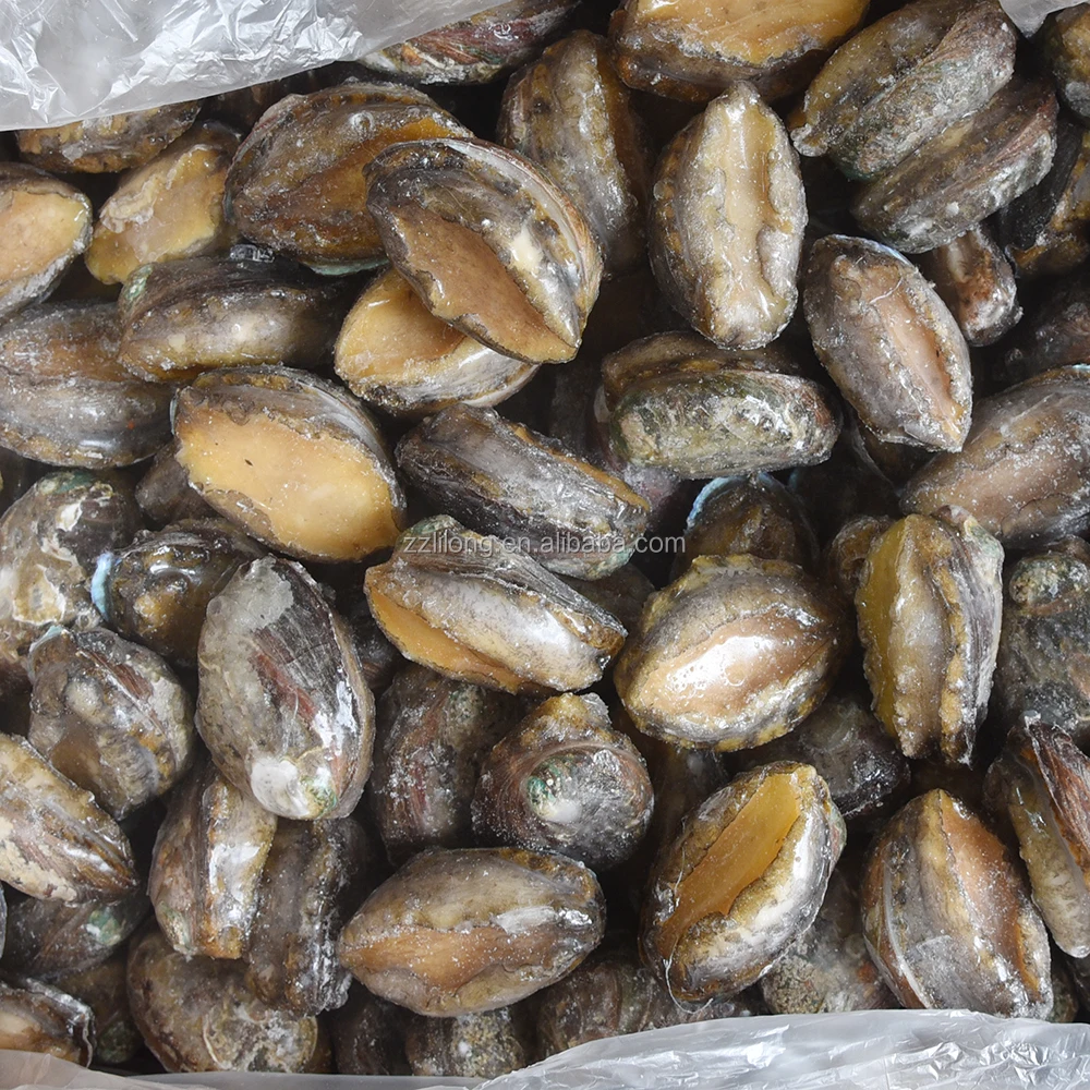 
Frozen seafood wholesale abalone with shell 