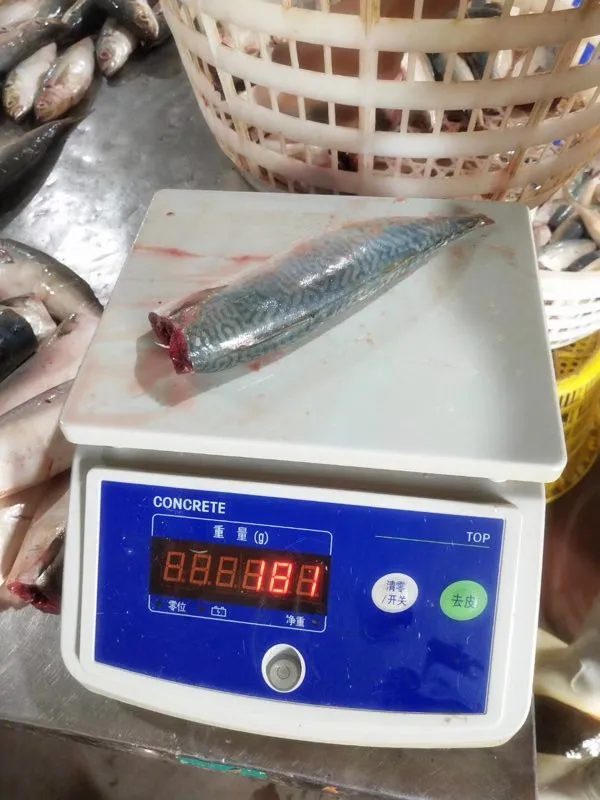 New Arrived Reasonable HGT Frozen Mackerel Fish Canned Price