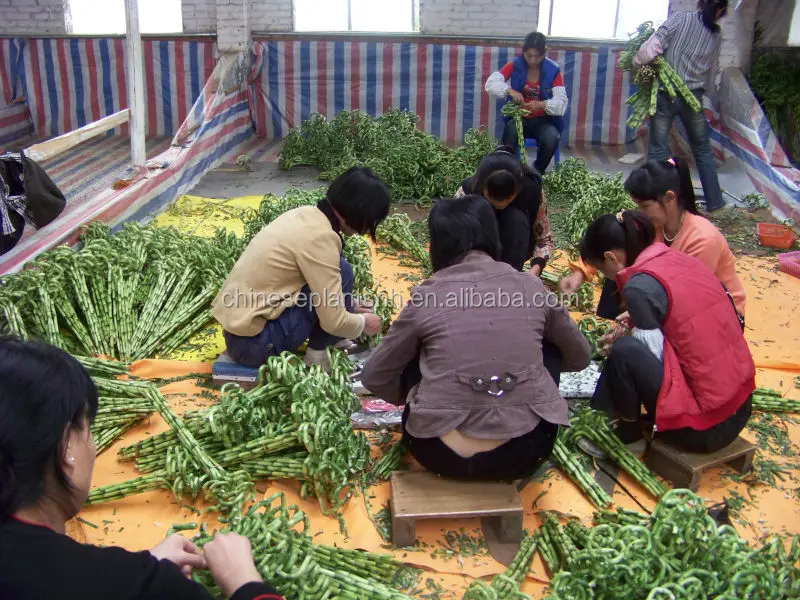 
Spiral Lucky Bamboo, Dracaena Sanderiana 