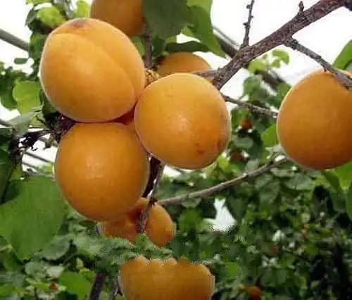 
Sell Grade AAA Organic Raw Bitter Apricot Kernels For Export 