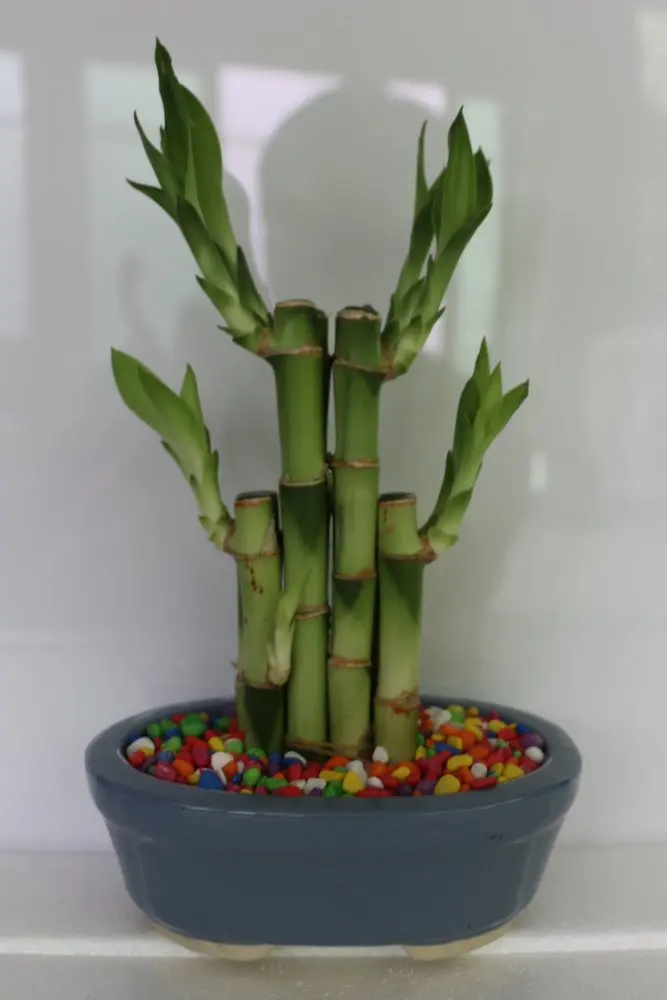 Мини-завод Lucky bamboo Dracaena Sanderiana оптом