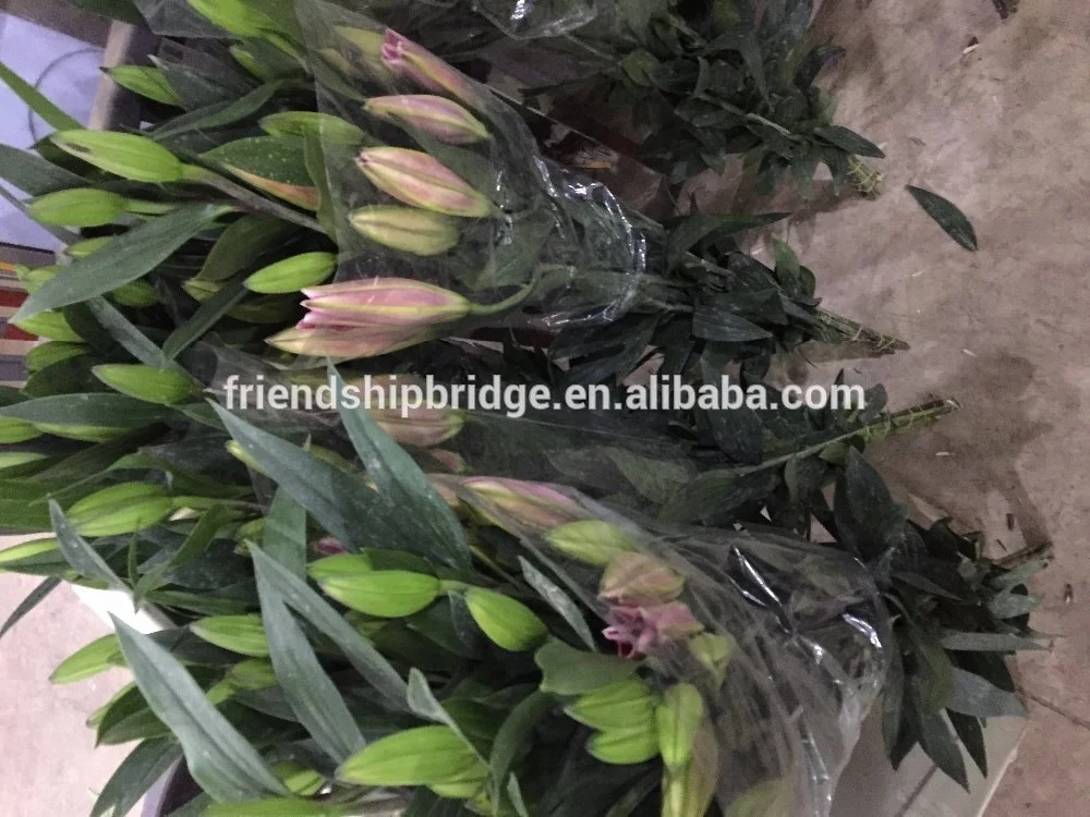 
Fresh cut flowers lily flowers 