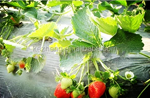 Самая продаваемая пленка для теплиц из пластика туннелей