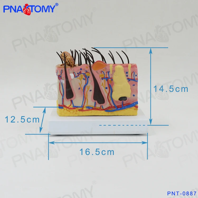 PNT-0887cc Plastic Biological Dog Anatomy (Canine ) Skin Model