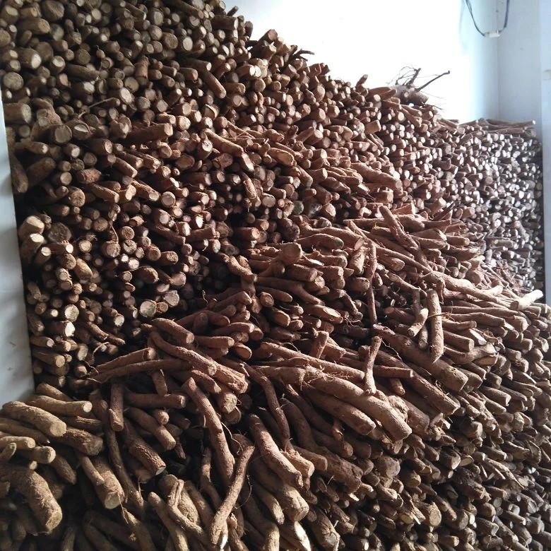 
new fresh fast grow paulownia hybrid 9503 root with phytosanitary certificate 