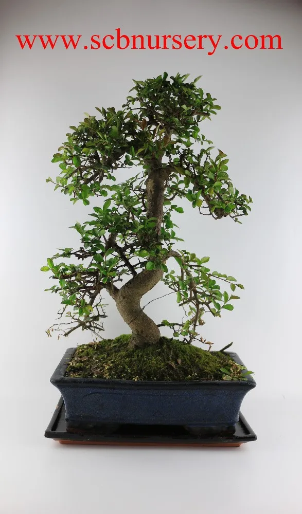 
 Зелкова 30 см арт  