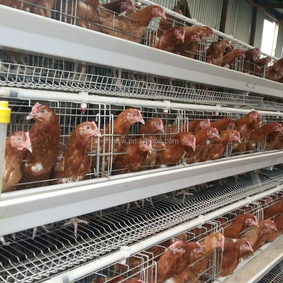 Размер для 1000 клеток для птицы