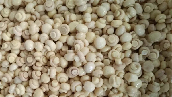 
Fresh mushroom agaricus blazei in drum 