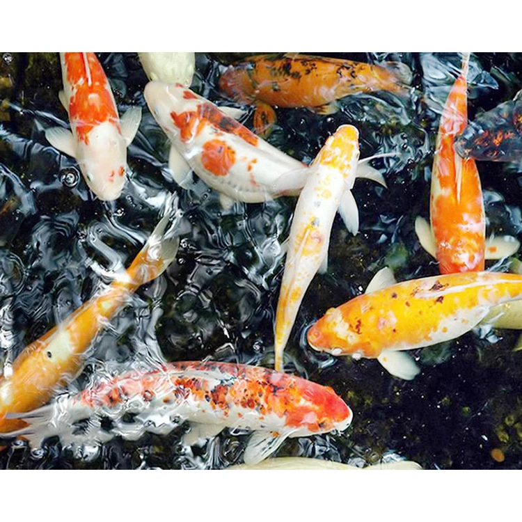 Koi карп в воде, высокое качество, холст, «сделай сам», полная дрель в форме, настенное искусство, декор 5d, «сделай сам», алмазная живопись