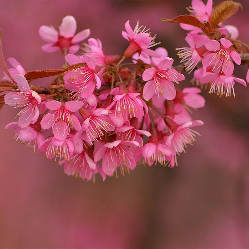 
 2021 новейшие семена декоративных деревьев сакуры  