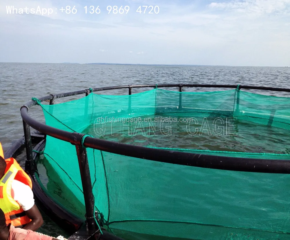 grouper fish farm sea fish breeding net cage