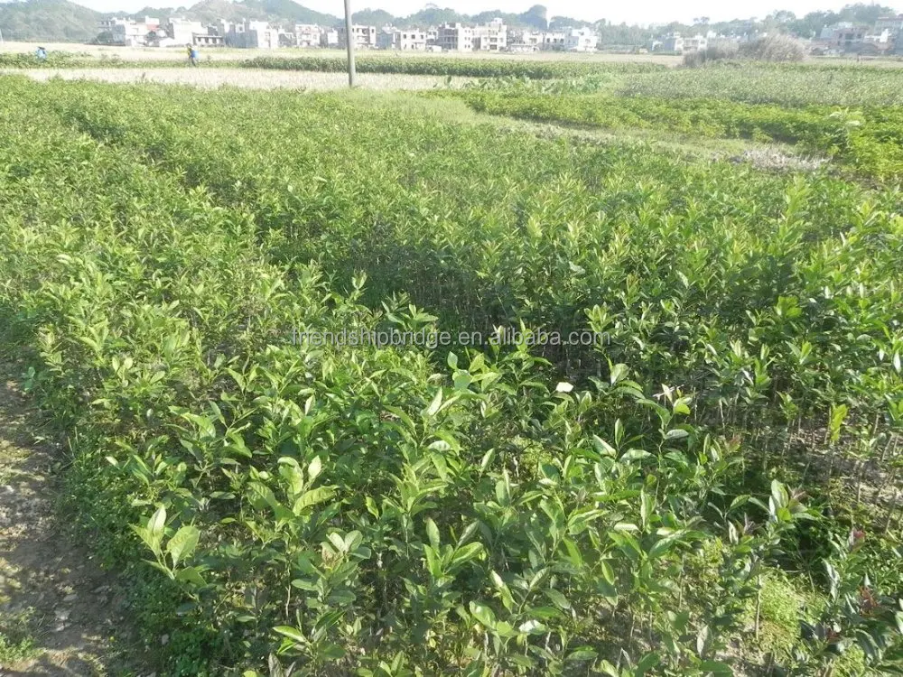 Лимонные деревья цитрусовые перфум