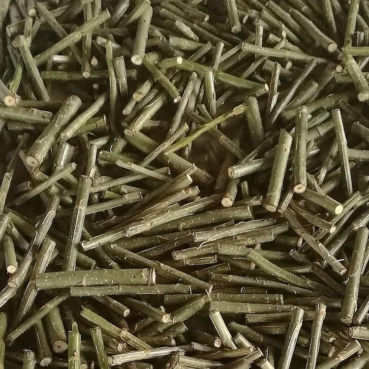 
Wu xu yang fast grow no catkin eastern aspen tree seedling branch cut for planting 