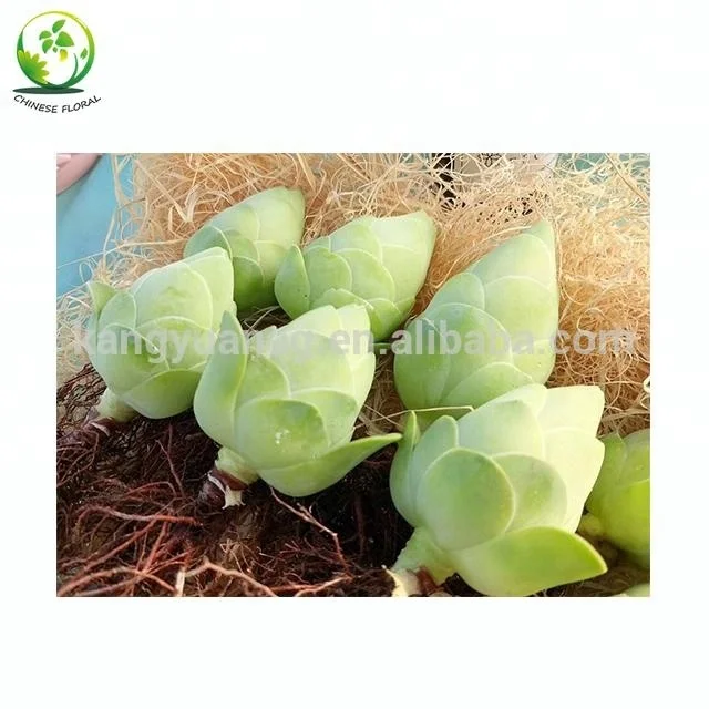 Live Succulent Greenovia diplocycla gigantea