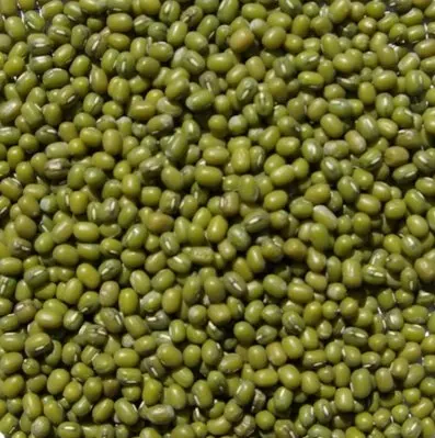 Green Mung Bean yellow mung bean organic green mung bean dried mung bean small green bean fresh green mung bean crop green mung