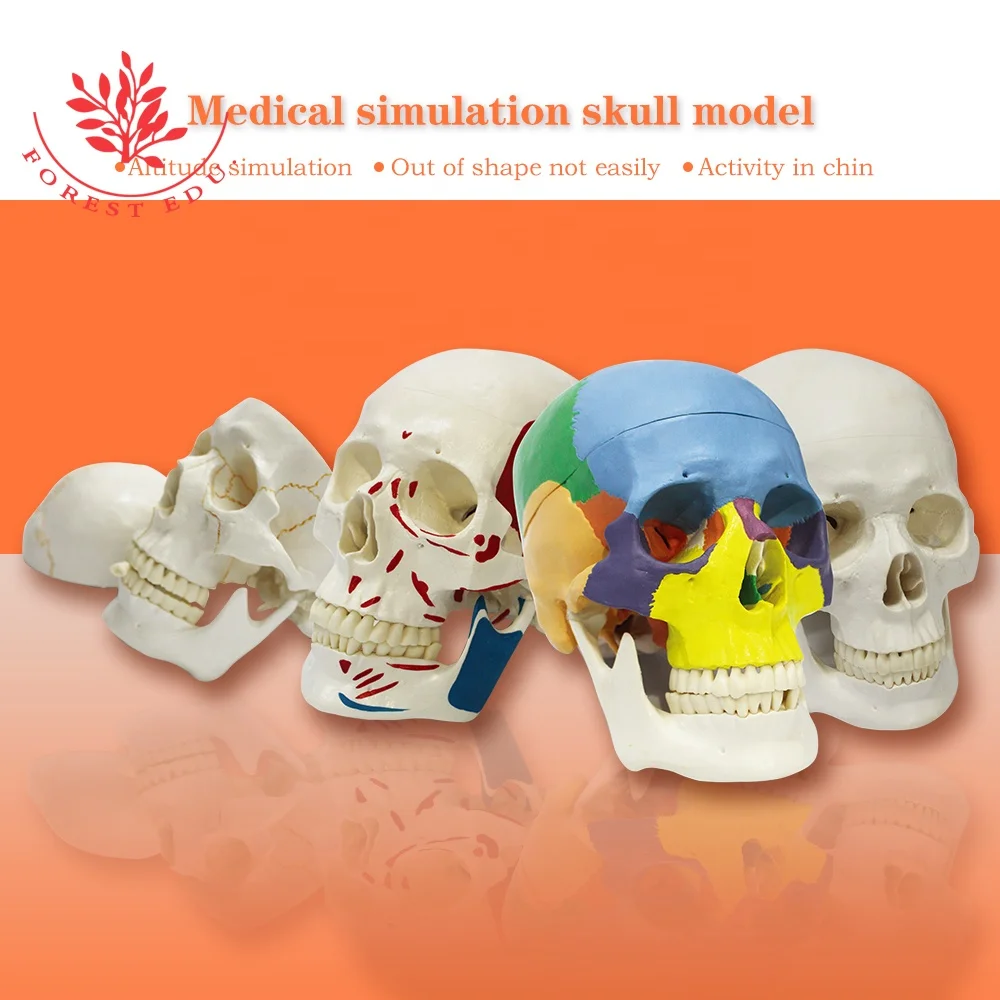 Human Skull Model Anatomic Popular Biological Life Size Plastic Medical Anatomical Skull Model