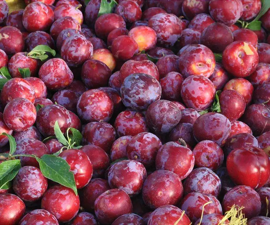 2m Length 9 Pathway Fruit Grading Sorting Machine