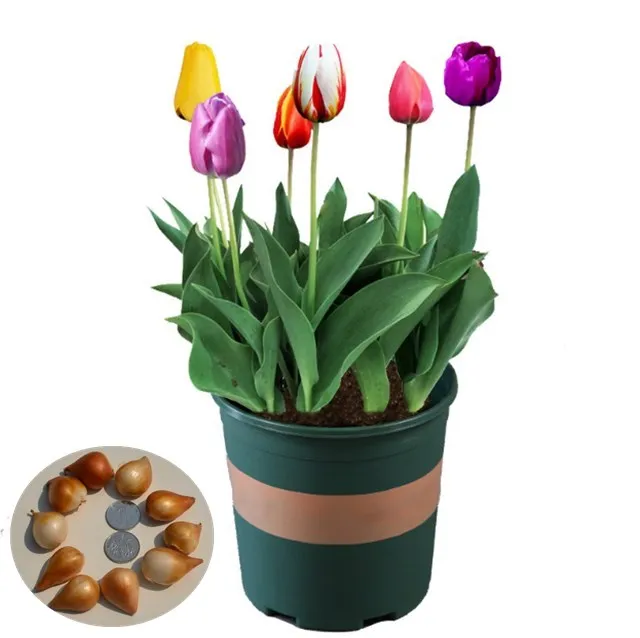
Yu jin xiang 100 % Quality Top Brand F1 hybrid tulipa gesneriana bulb seeds 