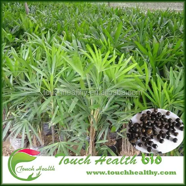  2021 год семена Rhapis excelsa для посадки Touchhealthy