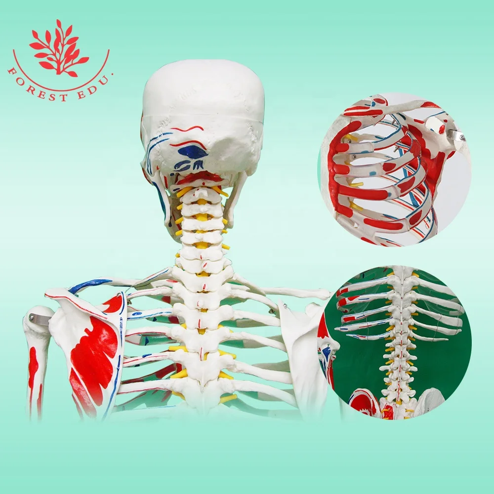 Модель скелета человека в натуральную величину из пластика с изображением мышц, происхождение и вставка