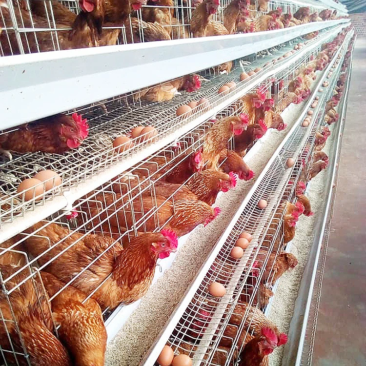 egg chicken Poultry Shed Cage for layer chicken farm Poultry farm house A type layer galvanized welded wire mesh egg chicken