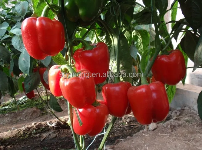 Зеленые/красные/желтые/фиолетовые/белые гибридные семена китайского перца