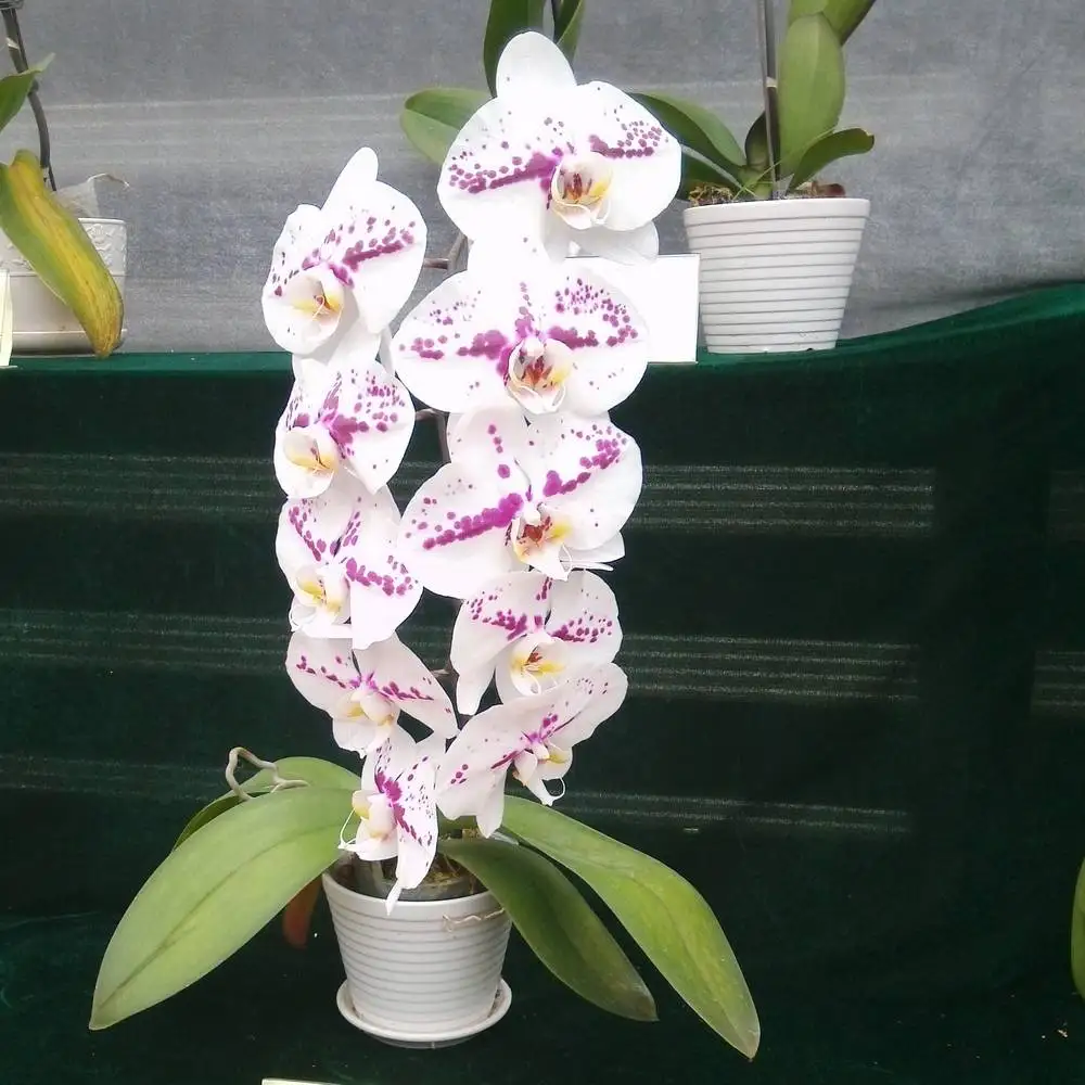 Phalaenopsis Seedling/Pretty Flower Seedling/orchid seedlings