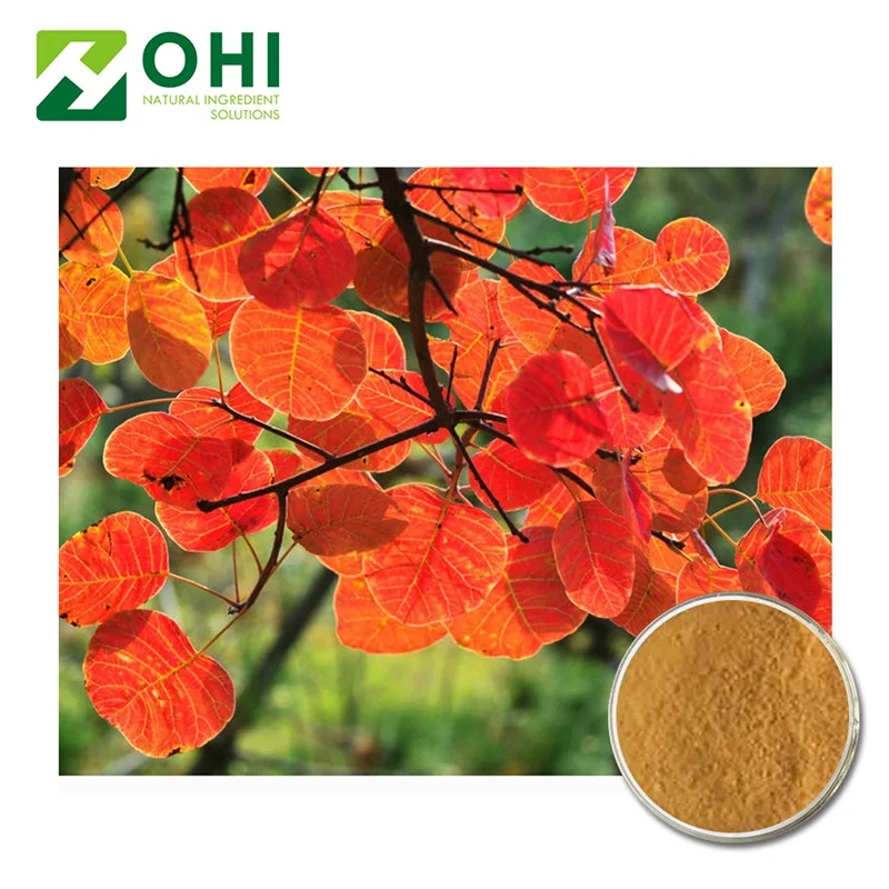 Rhus succedanea L powder extract Fisetin 98% HPLC