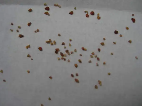 Indoor plant perennial nature product Succulent plants Lithops seeds